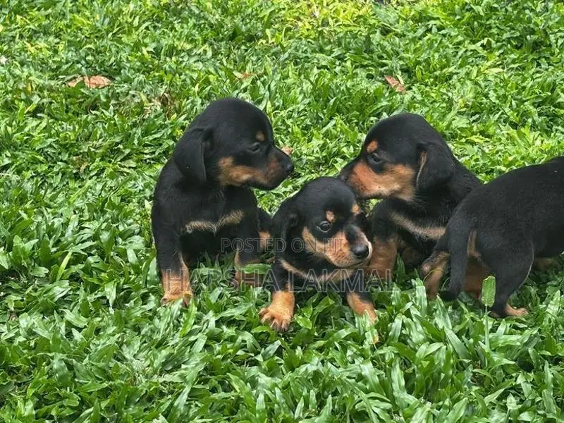 Dachshund Puppies