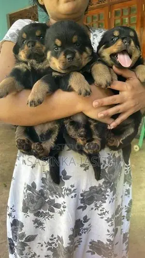 Rottweiler Puppies