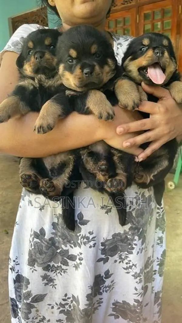 Rottweiler Puppies
