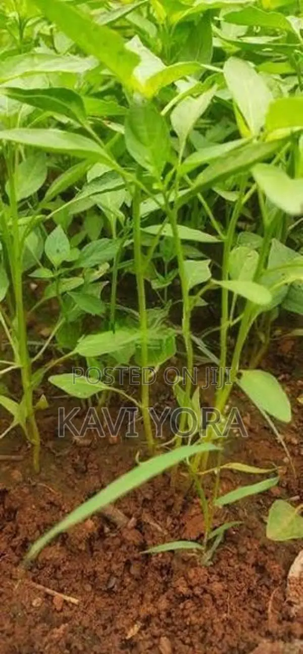 மிளகாய் நாற்று
