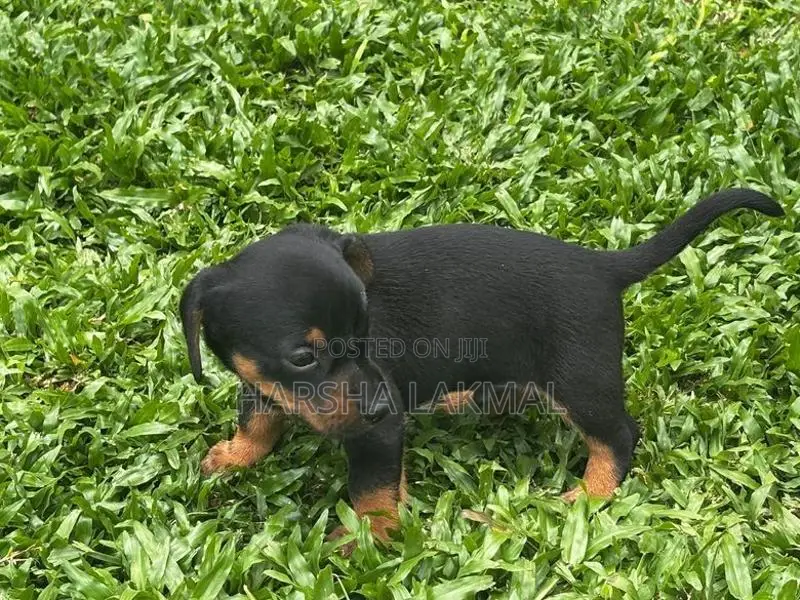 Dachshund Puppies