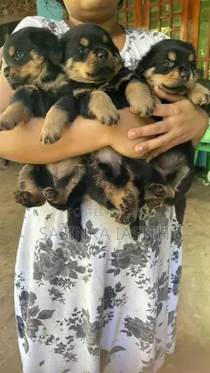 Rottweiler Puppies