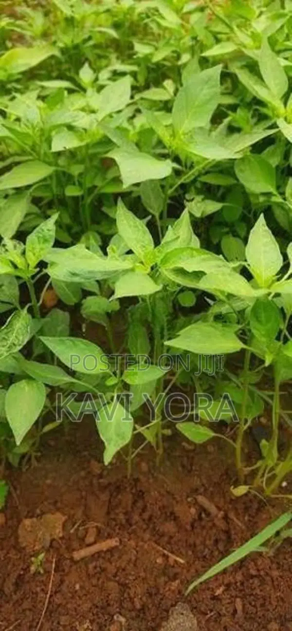 மிளகாய் நாற்று