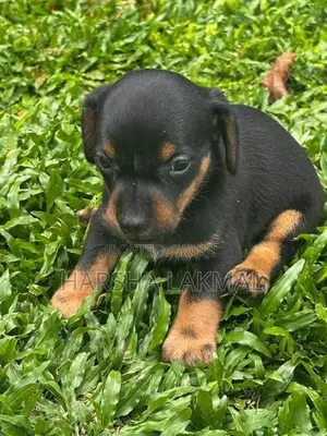 Dachshund Puppies