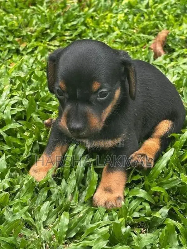Dachshund Puppies