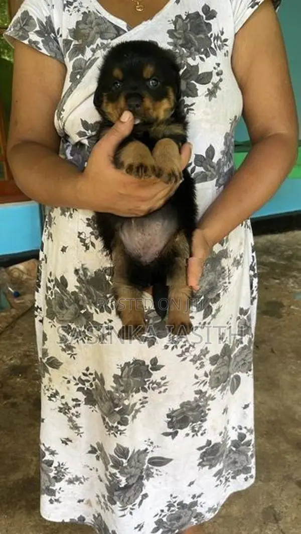 Rottweiler Puppies