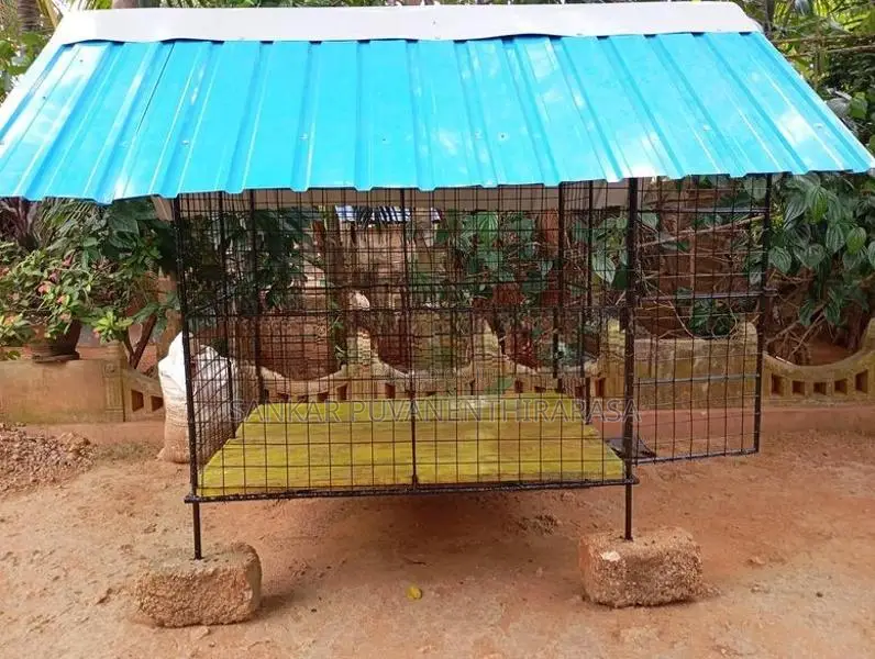 நாய் கூடு