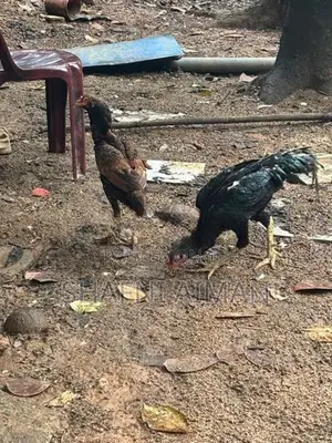 Rooster
