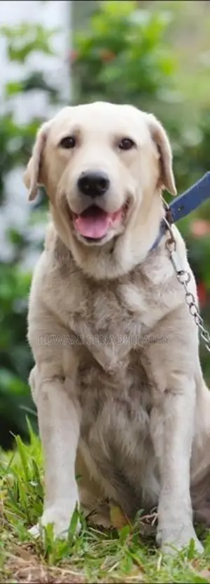 Labrador Dog