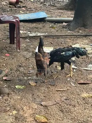 Rooster