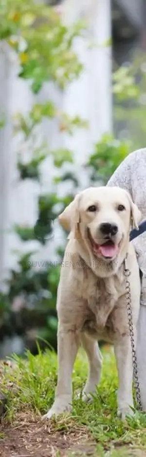 Labrador Dog