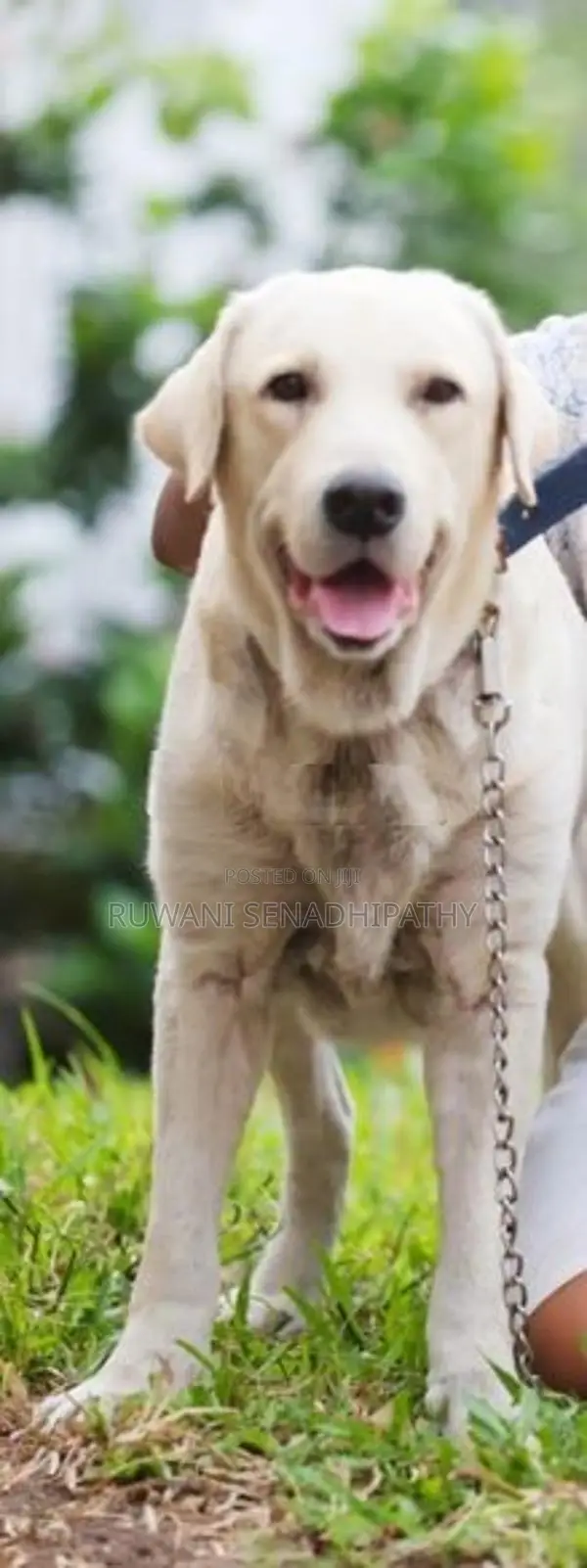 Labrador Dog