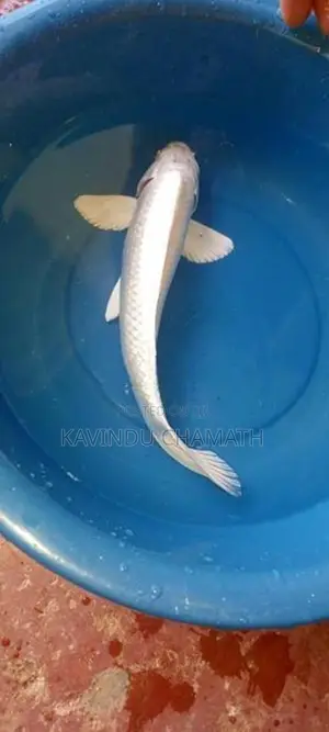 Koi Carp Fish