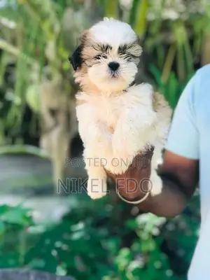 Shih tzu puppy