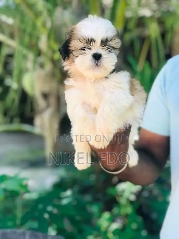 Shih tzu puppy