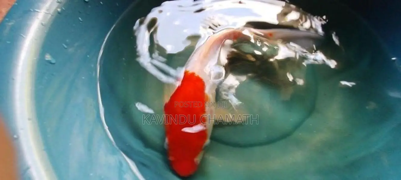 Koi Carp Fish