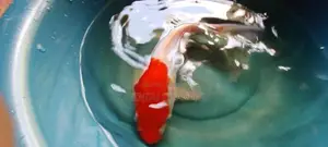 Koi Carp Fish