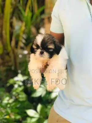 Shih tzu puppy
