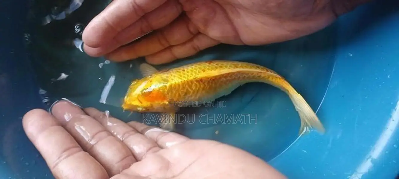 Koi Carp Fish