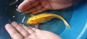 Koi Carp Fish