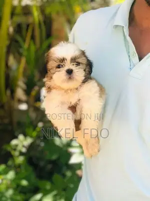 Shih tzu puppy