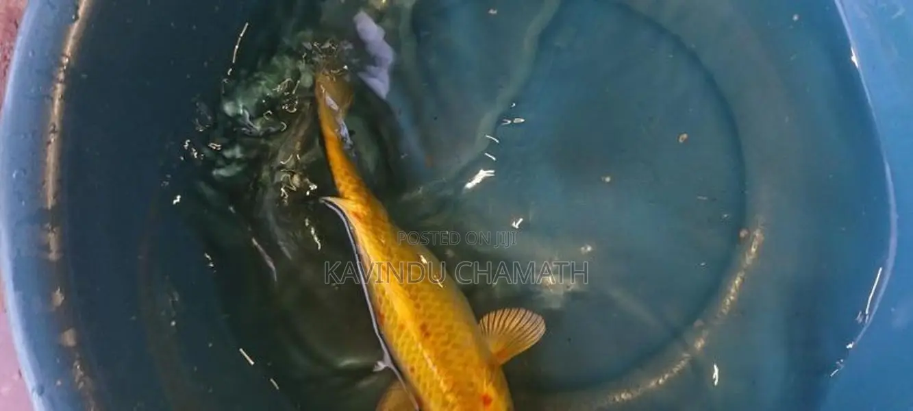 Koi Carp Fish