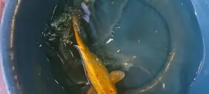 Koi Carp Fish