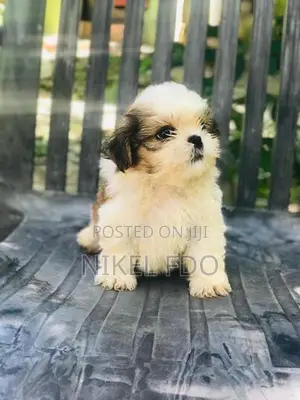 Shih tzu puppy