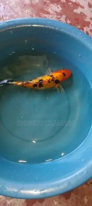 Koi Carp Fish