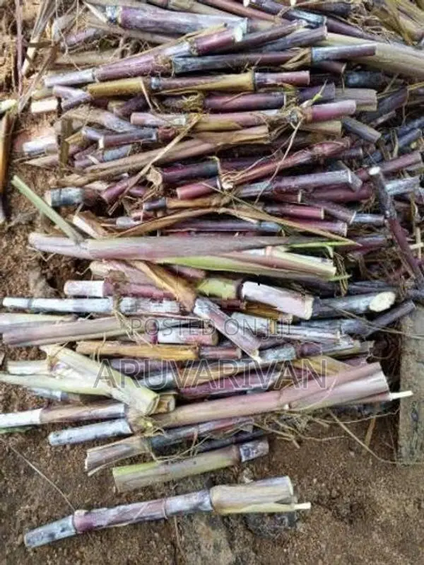 புல் நடுகை தடி