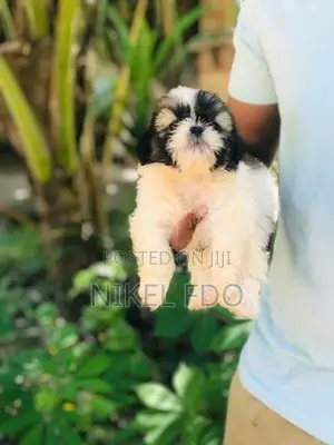Shih tzu puppy