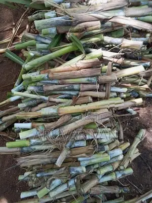 புல் நடுகை தடி