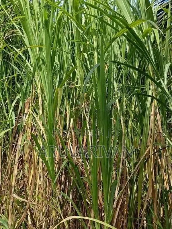 புல் நடுகை தடி