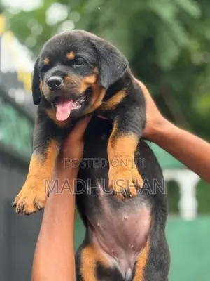 Rottweiler Female Puppy
