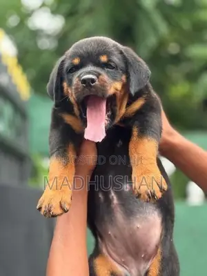 Rottweiler Female Puppy