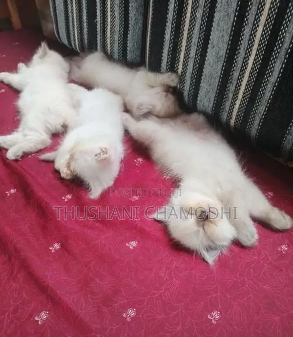 Himalayan Kittens