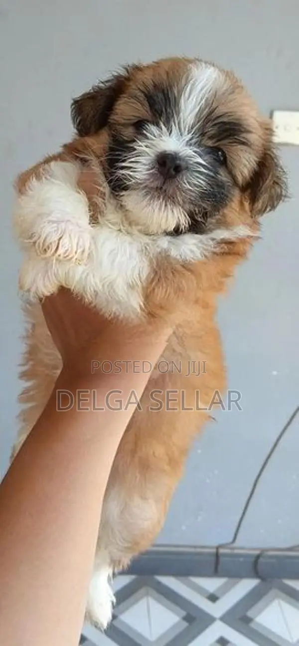 Shih Tzu Puppy