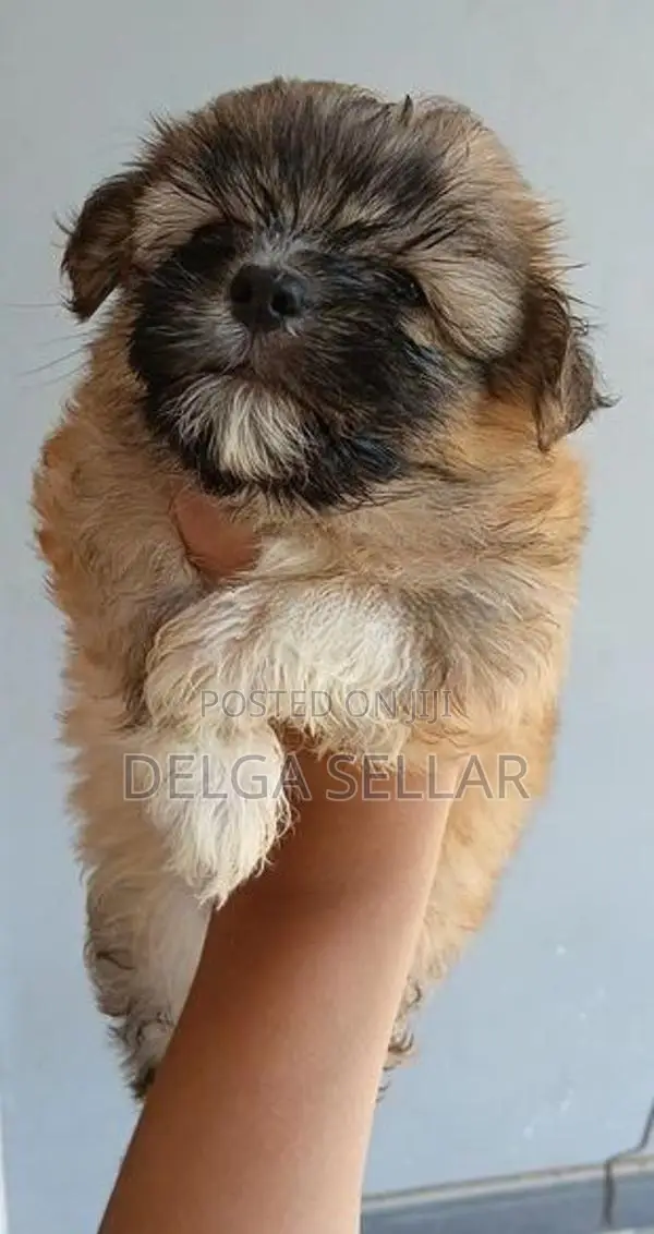Shih Tzu Puppy