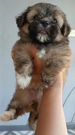 Shih Tzu Puppy