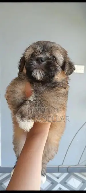 Shih Tzu Puppy