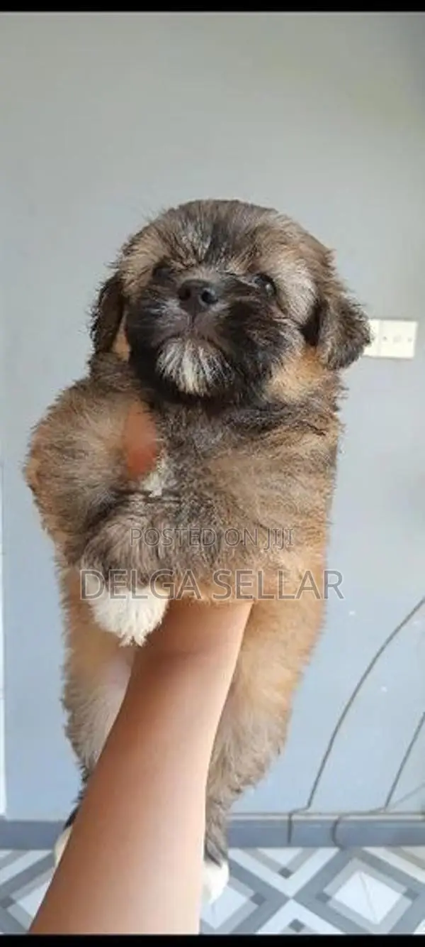 Shih Tzu Puppy