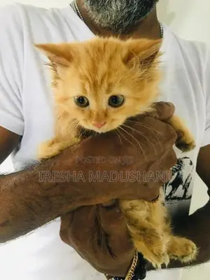 Persian Kitten