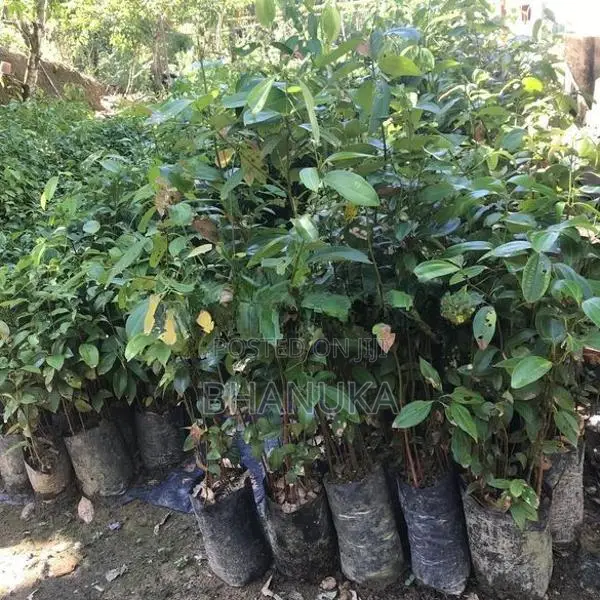 කුරුදු පැළ