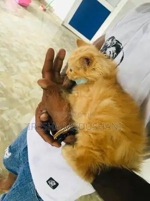 Persian Kitten