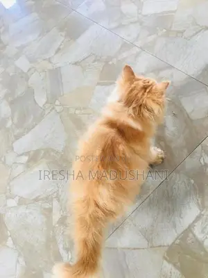 Persian Kitten