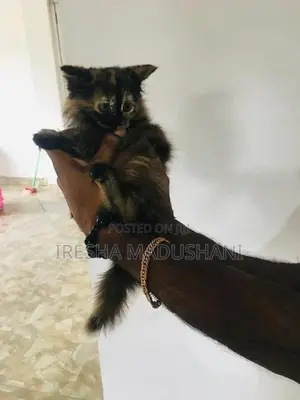 Persian Kitten