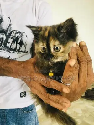 Persian Kitten