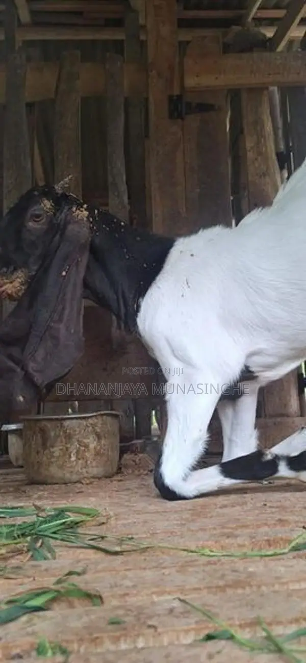 Jamunapali goat