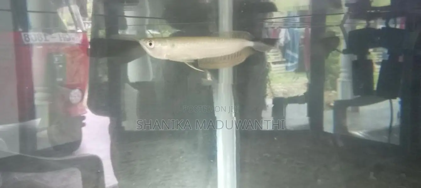 Silver Arowana Fish
