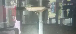 Silver Arowana Fish